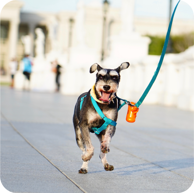 Pet Care